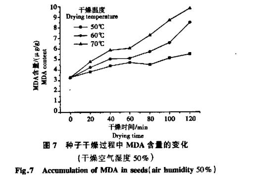 高温干燥条件对白菜生命破坏试验